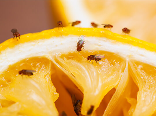 Many flies on orange slice.