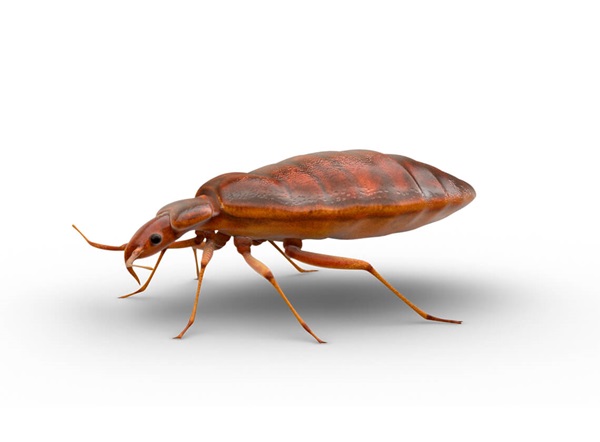 Side-view illustration of a bed bug.