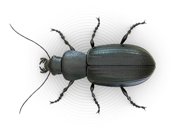 Top-view illustration of a beetle.