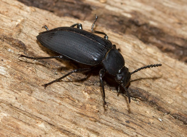 Image of a large black beetle