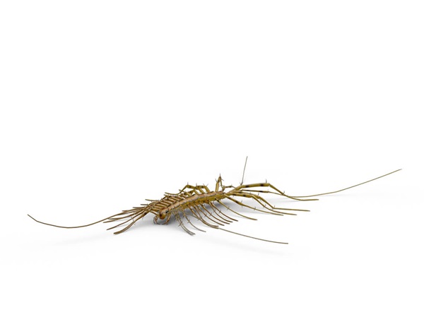 Side-view illustration of a centipede.