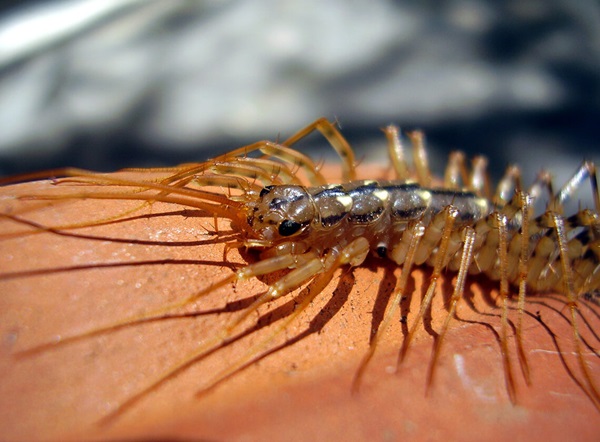 Close up view of a centipede.