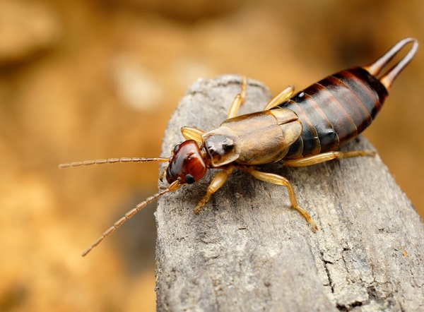 Close up image of an earwig on a piece of wood.