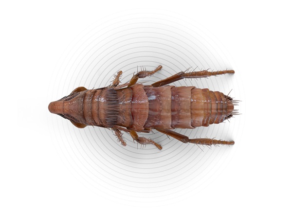 Top-view illustration of a flea.