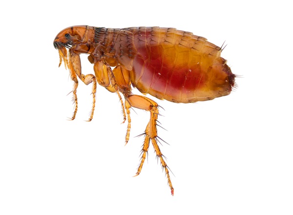 Close up image of a flea.