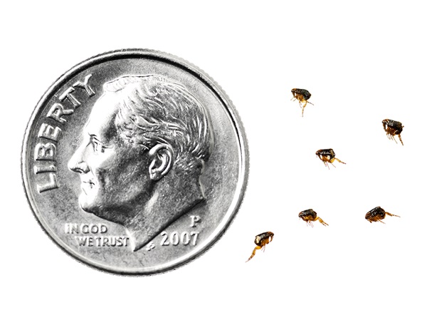 A side-by-side comparision of fleas compared to a U.S. dime. A flea's size can range between 0.0625 to 0.125 inch in length, whereas a U.S. dime is 0.705 inch in diameter.