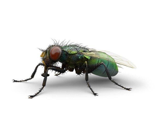Side-view illustration of an outdoor filth fly.