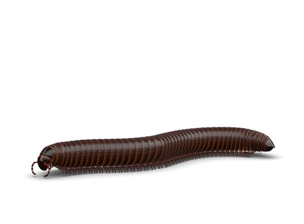 Side-view illustration of a millipede.
