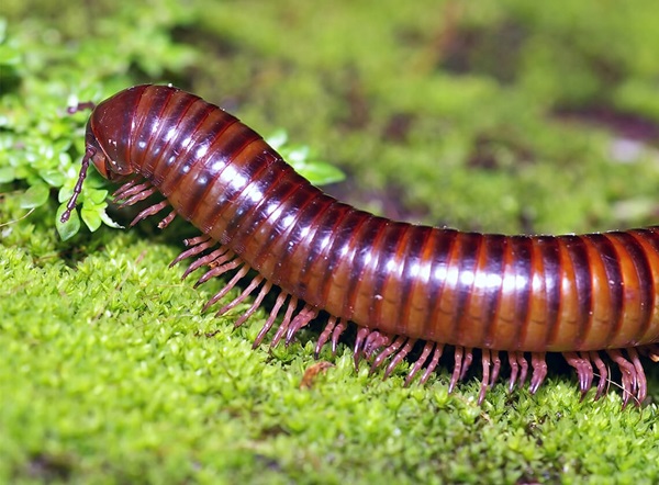 A close-up of a millipede crawling along the ground.