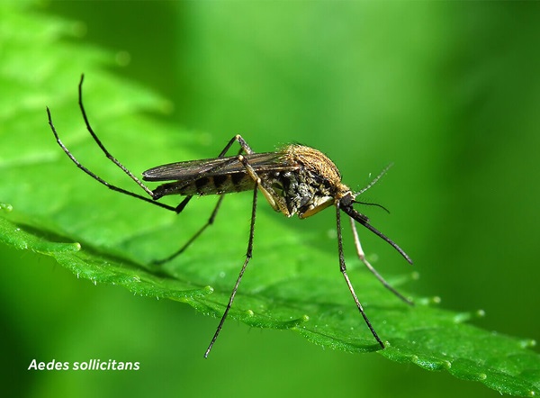 Close-up of an Aedes sollicitans (mosquito) on a leaf.