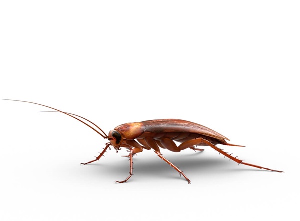 Side-view illustration of a large roach.