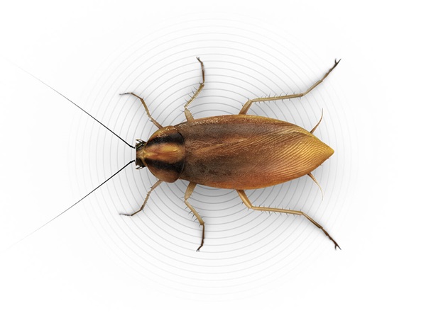 Top-view illustration of a small roach.