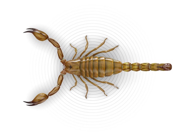 Top-view illustration of a scorpion.