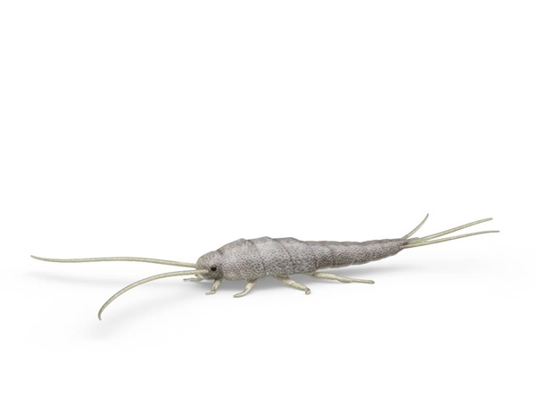 Side-view illustration of a silverfish.