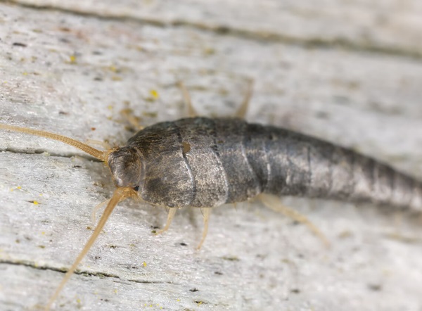 A close-up of a silverfish on the ground.