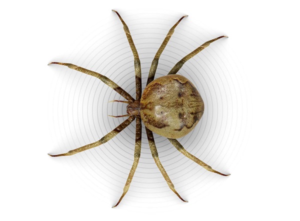 Top-view illustration of a spider.