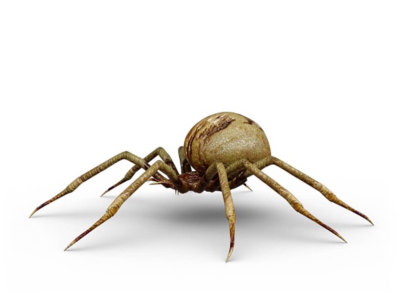 Side-view illustration of a spider.