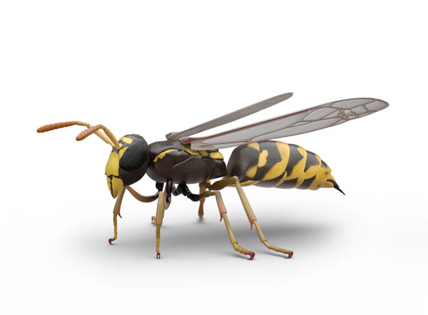Side-view illustration of a wasp.
