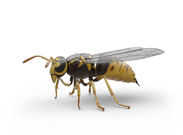 Side-view illustration of a yellow jacket.