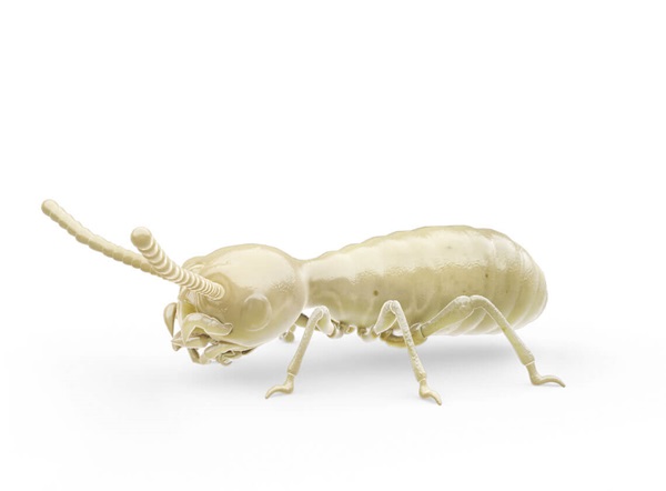 Side-view illustration of a termite.