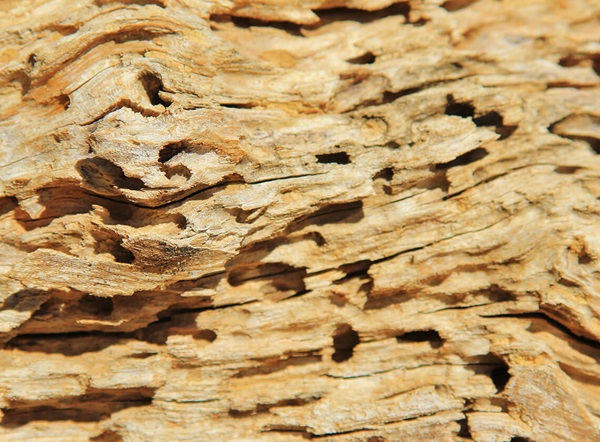 A piece of wood destroyed by termites.