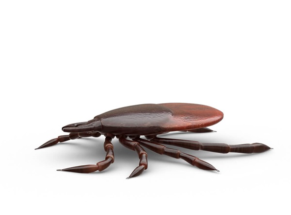 Side-view illustration of a tick.