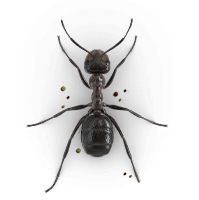 ant-mound-large