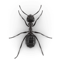 ant-nuisance-large