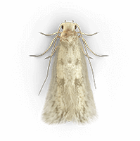 moths-clothes-large