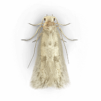 Clothes moth illustration