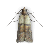 Food / Pantry moth illustration