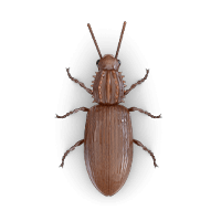 Pantry beetle illustration